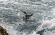 Blue penguin in the surf