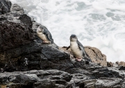 Blue penguins on rocks