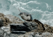 Blue penguin escaping surf