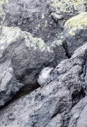 BLue penguin hiding in the rocks