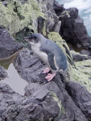 Blue penguin on rock