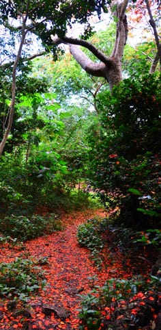 Saipan's Red Carpet trail