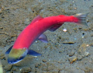 Sockeye salmon is red! Fall is in the air.