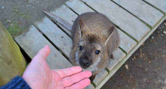 Curious wallaby